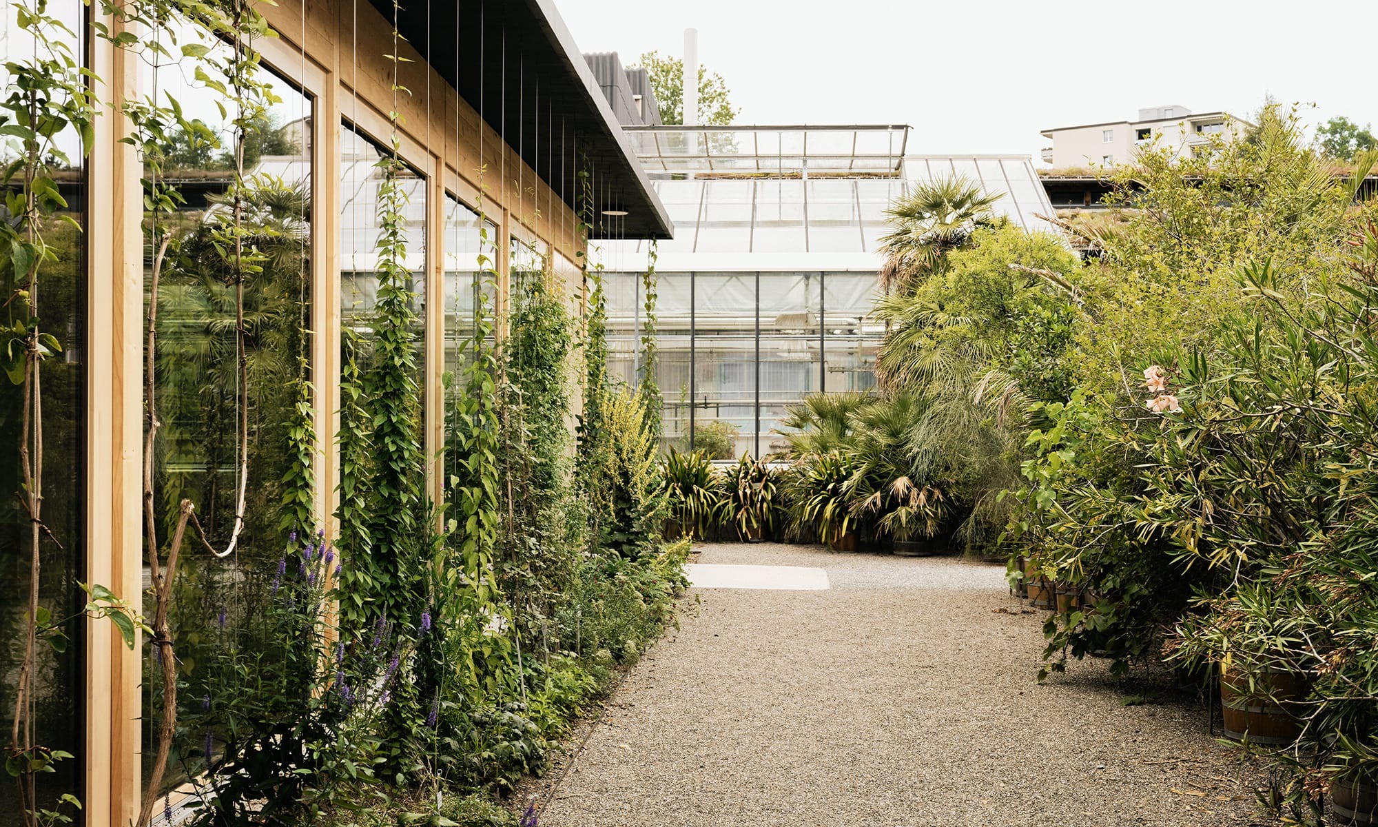 Kiesweg durch die Pflanzen und Büsche mit neuerstelltem Vortragssaal in Holzbauweise im botanischen Garten St. Gallen. 