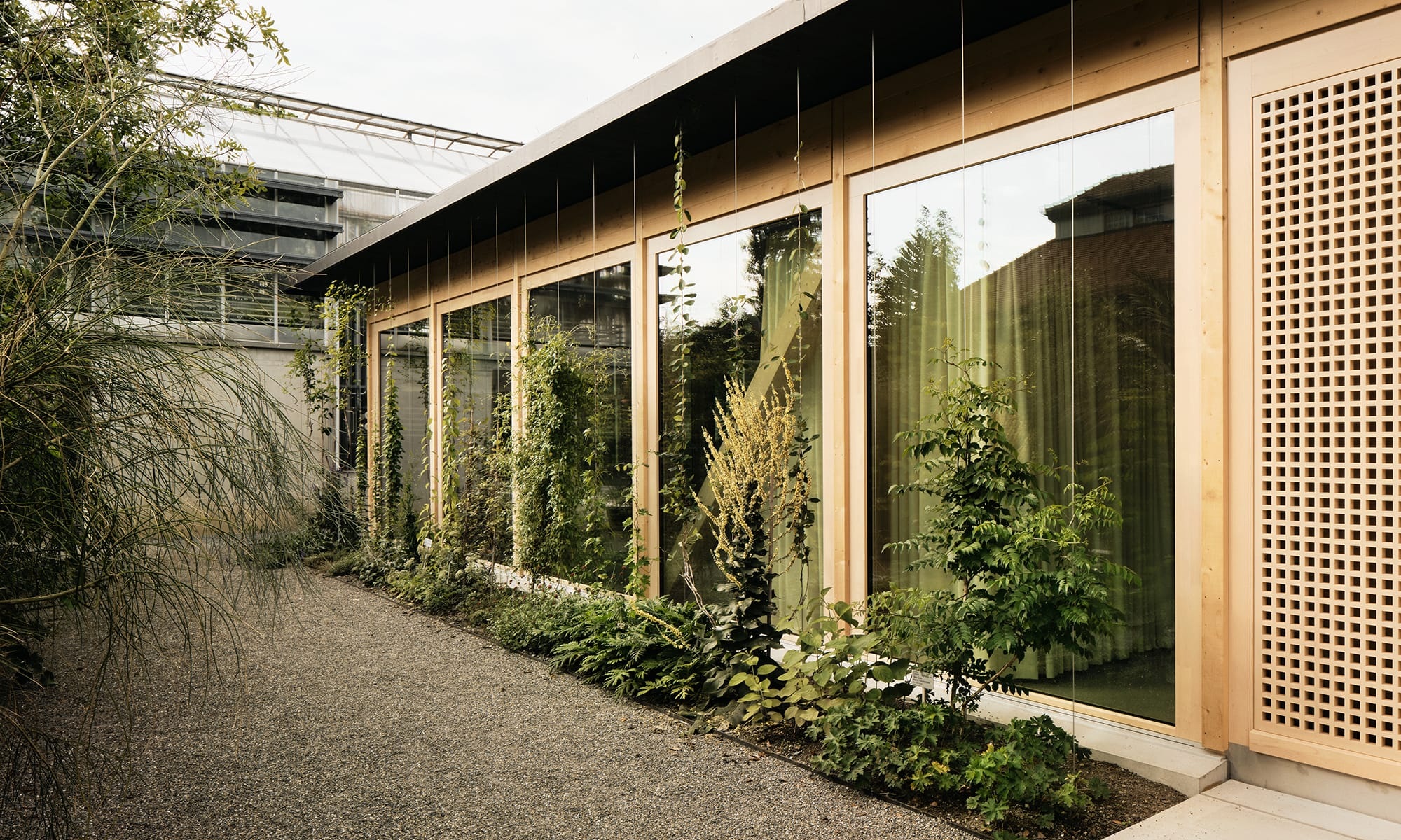 Vortragssaal im botanischen Garten St. Gallen - vor den Glasfenstern des Holzneubaus ranken sich Pflanzen zum Dach empor.