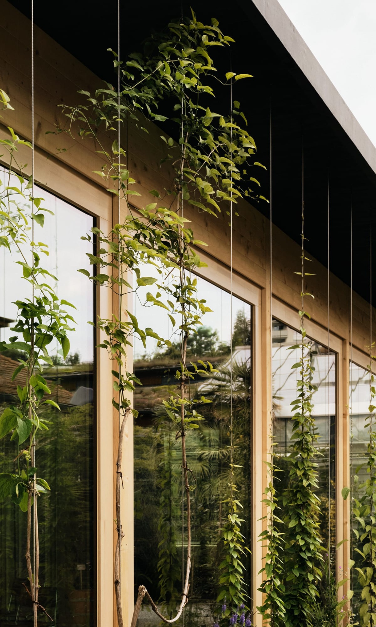 Nouvelle construction de la salle de conférence du jardin botanique de Saint-Gall avec un mur vitré végétalisé, doté d’une construction à ossature bois.
