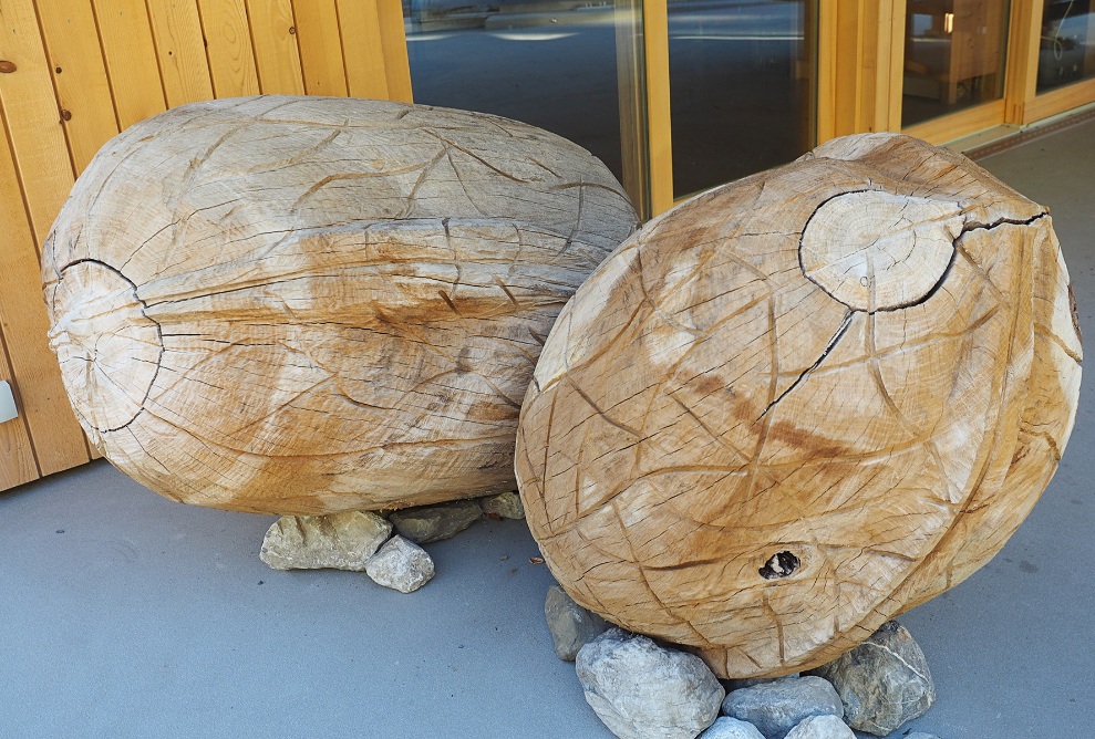 Two large timber walnuts in front of the waiting room.